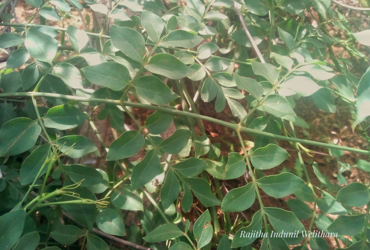 Jasminum grandiflorum L.